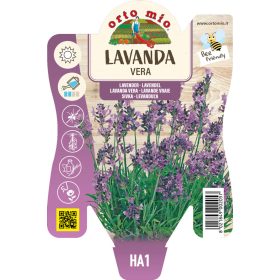 Lavandula "Vera" - Levendula