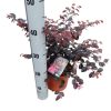 Loropetalum chinense 'Black Pearl' - Kínai Rojtosvirág
