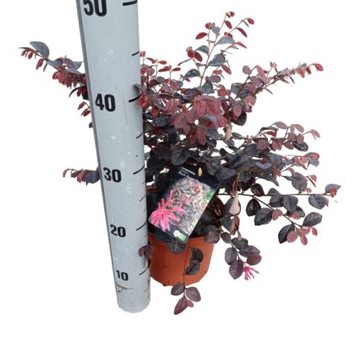 Loropetalum chinense 'Black Pearl' - Kínai Rojtosvirág