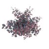Loropetalum chinense 'Black Pearl' - Kínai Rojtosvirág