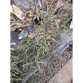 Lepismium Bolivianum - Epifita kaktusz