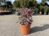 Leptospermum scoparium 'Pink queen' – Új-zélandi teafa