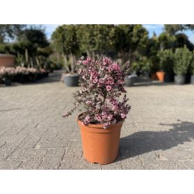   Leptospermum scoparium 'Pink queen' – Új-zélandi teafa