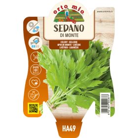 Levisticum officinale - Lestyán