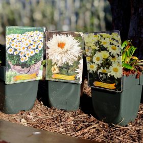 Leucanthemum mix - Margaréta mix