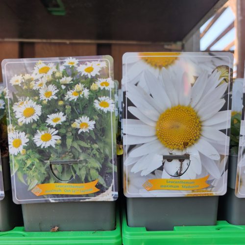 Leucanthemum mix - Margaréta mix