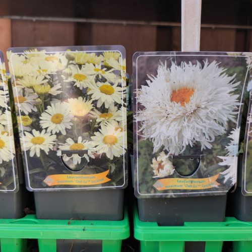 Leucanthemum mix - Margaréta mix