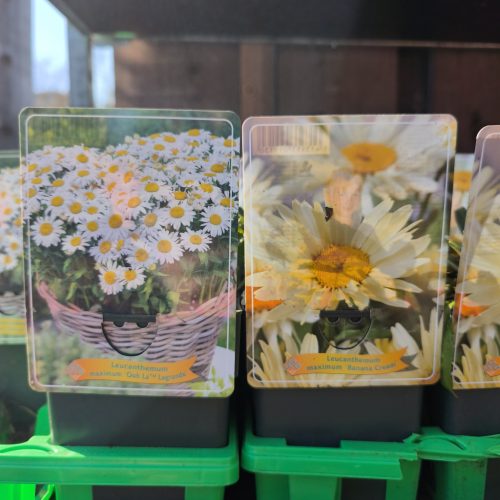 Leucanthemum mix - Margaréta mix