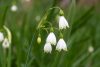 Leucojum aestivum "Gravetye Giant" - Tőzike
