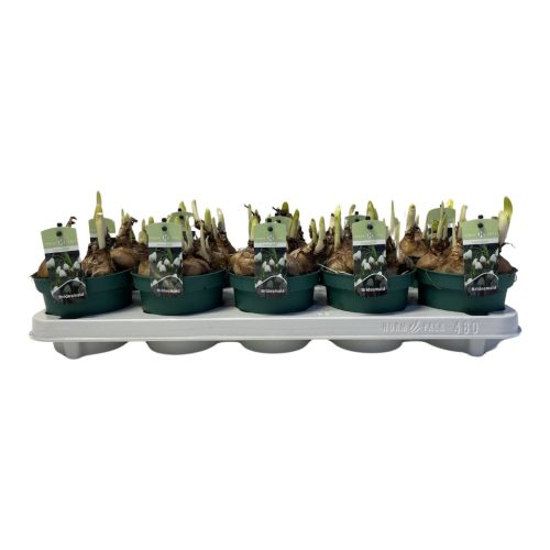 Leucojum aestivum "Gravetye Giant" - Tőzike