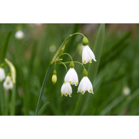 Leucojum aestivum "Gravetye Giant" - Tőzike