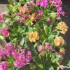 Lewisia cotyledon - Dohánygyökér