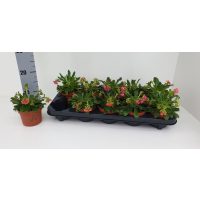 Virágzó sziklakertiek