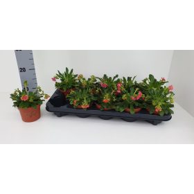 Lewisia cotyledon - Dohánygyökér