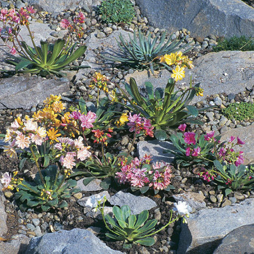 Lewisia cotyledon - Dohánygyökér