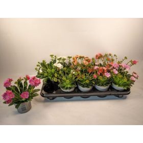   Lewisia cotyledon "Mountain dreams" - Dohánygyökér