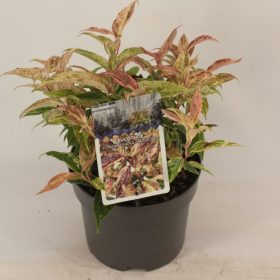 Leucothoe fontanesiana 'Rainbow' – Fürtöshanga