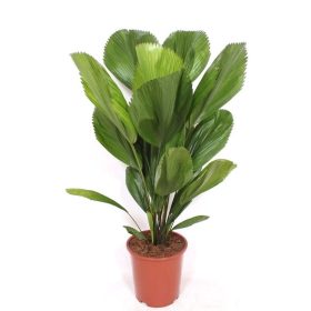 Licuala grandis - Bokorpálma