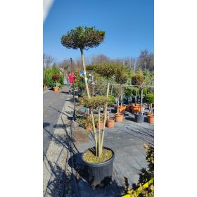 Ligustrum jonandrum pompon - Törpe fagyal