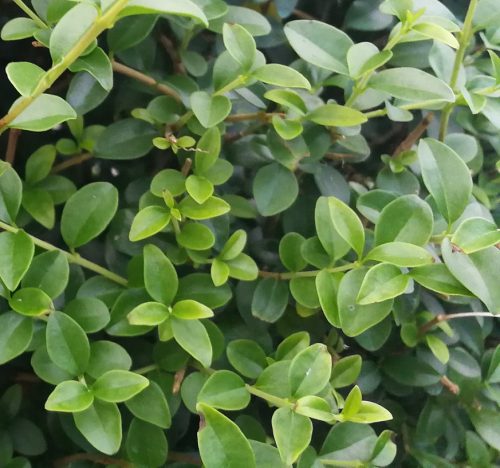 Ligustrum jonandrum pompon - Törpe fagyal