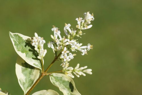 Ligustrum ovalifolium "Argenteum" - Fehér-tarka levelű fagyal