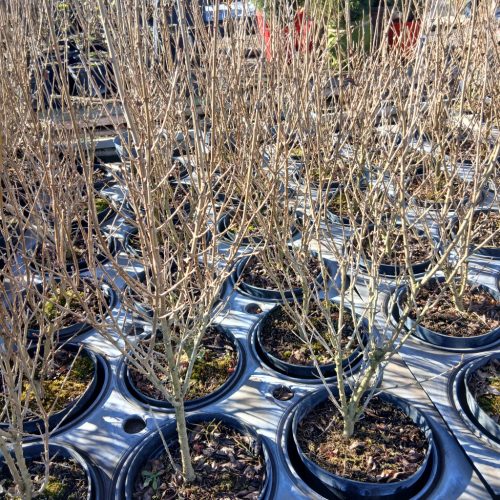 Ligustrum ovalifolium "Argenteum" - Fehér-tarka levelű fagyal