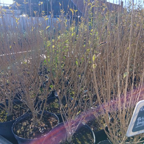 Ligustrum ovalifolium "Argenteum" - Fehér-tarka levelű fagyal