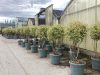 Ligustrum Japonicum Excelsum Superbum (multistem) - Tarka japán fagyal