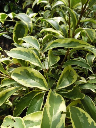 Ligustrum Japonicum Excelsum Superbum (multistem) - Tarka japán fagyal