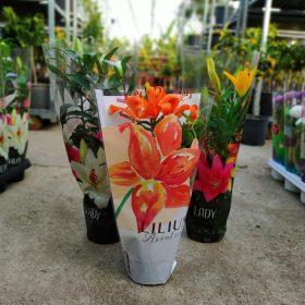 Lilium mix - Liliom 