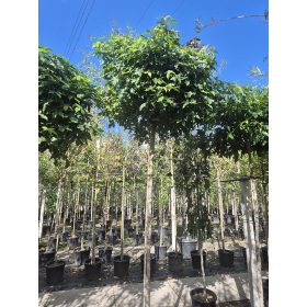 Liquidambar styraciflua - Amerikai ámbrafa