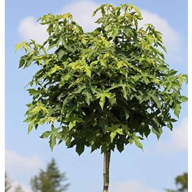   Liquidambar styraciflua 'Gum Ball' - Gömb ámbrafa