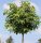 Liquidambar styraciflua 'Gum Ball' - Gömb ámbrafa