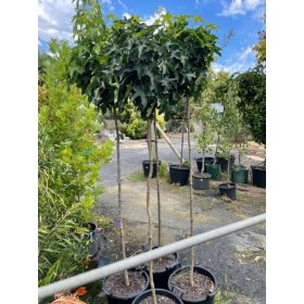   Liquidambar styraciflua 'Gum Ball' - Gömb ámbrafa