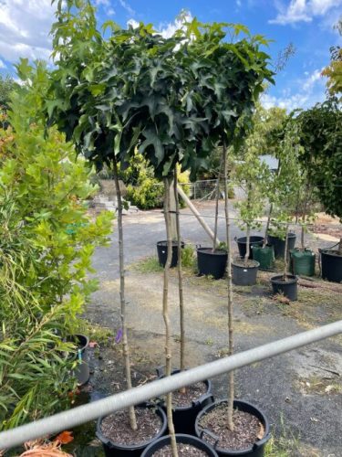 Liquidambar styraciflua 