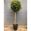 Liquidambar styraciflua 'Gum ball' - Gömb ámbrafa törzses