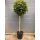 Liquidambar styraciflua 'Gum ball' - Gömb ámbrafa törzses