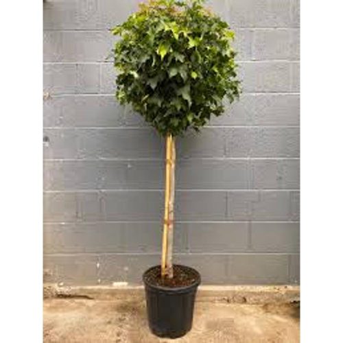 Liquidambar styraciflua 'Gum ball' - Gömb ámbrafa törzses