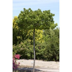 Liquidambar styraciflua 