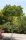 Liquidambar styraciflua 