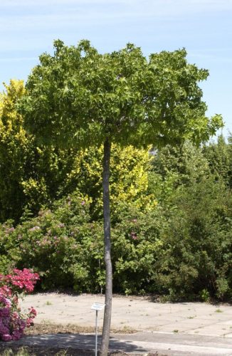 Liquidambar styraciflua 