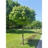 Liquidambar styraciflua 'Gum ball' - Gömb ámbrafa törzses