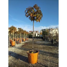   Liquidambar styraciflua 'Gum Ball' - Gömb ámbrafa