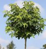 Liquidambar styraciflua 'Gum Ball' - Gömb ámbrafa