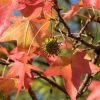 Liquidambar styraciflua 'Gum Ball' - Gömb ámbrafa