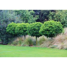   Liquidambar styraciflua 'Gum Ball' - GÖMB ÁMBRAFA