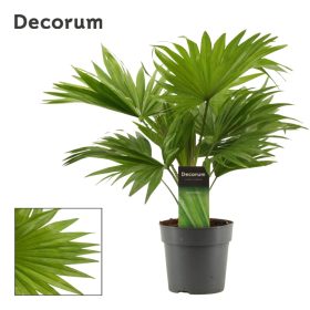 Livistona rotundifolia - Legyezőpálma