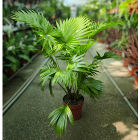 Livistona rotundifolia - Legyezőpálma