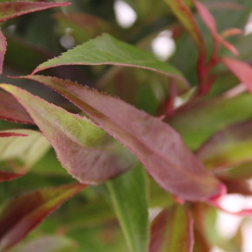 Leucothoe Keiskei 'Burning Love' - Fürtös hanga