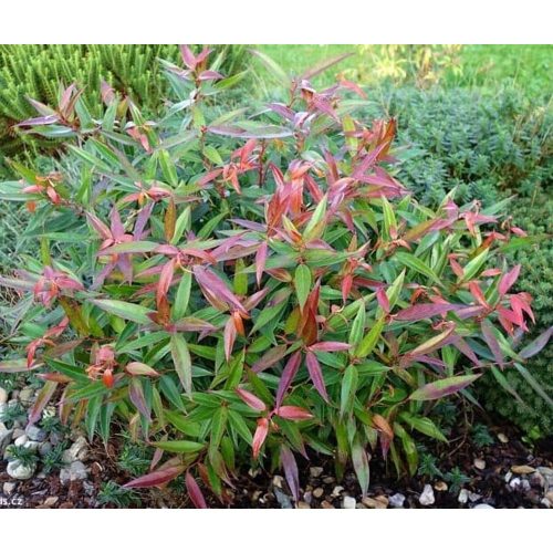 Leucothoe Keiskei 'Burning Love' - Fürtös hanga